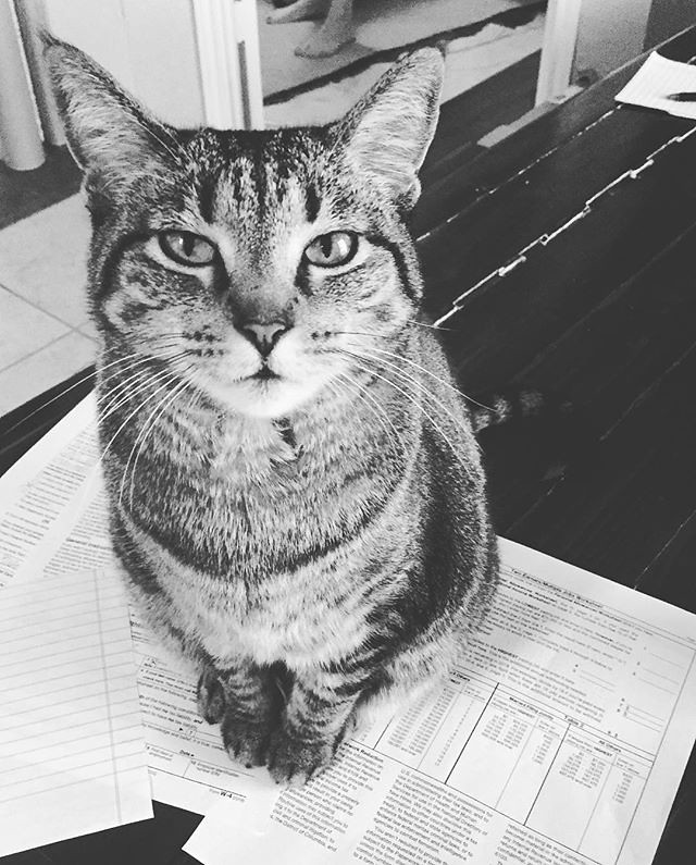"Rolo quiere saber cuándo se hará el papeleo. . . . . . #meow #calico #catsofinstagram #calicosofinstagram #kitty #kitten #ififitsisits" de ClevrCat con licencia CC BY-NC 2.0