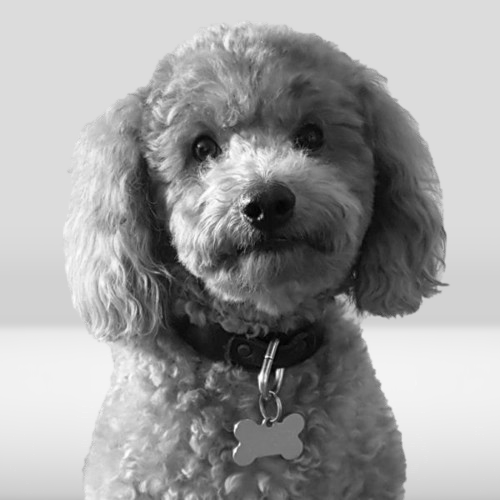 lucky dogshot